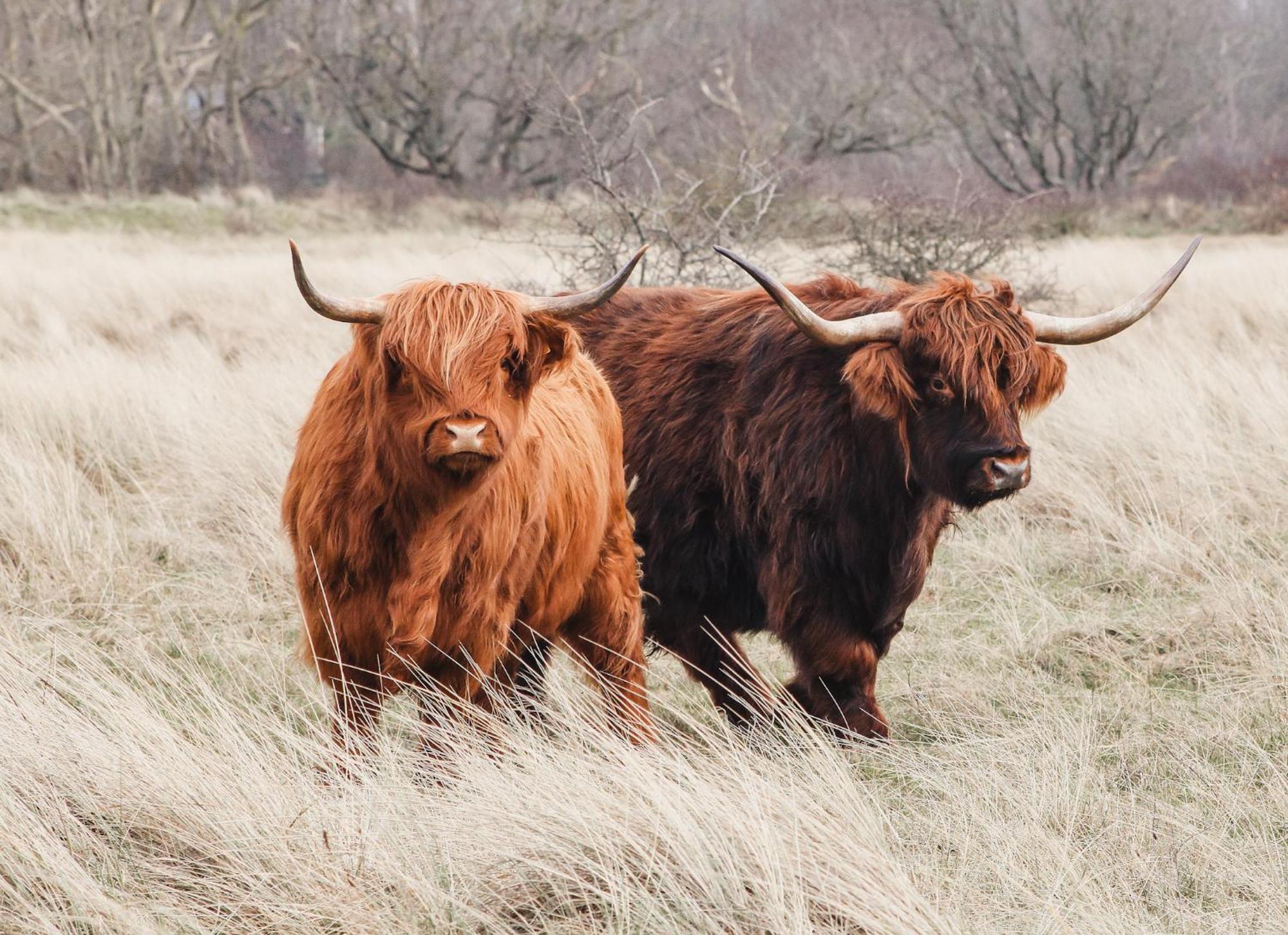 Zoomers Aan Het Bos Hotel Castricum Eksteriør billede